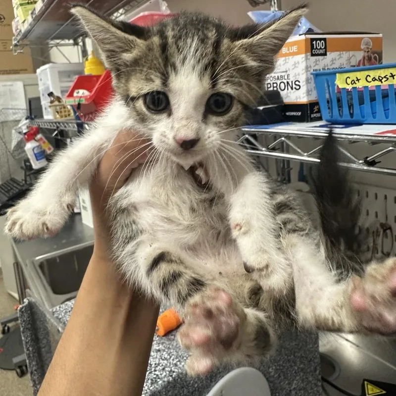 A baby small-sized female Gray / Blue / Silver Domestic Short Hair cat named Denji for adoption in League City, TX