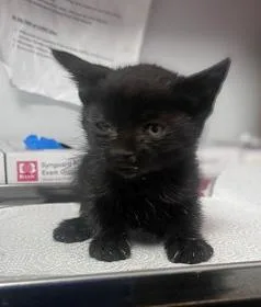 A baby small-sized male Domestic Short Hair cat named Hawthorne for adoption in Fresno, CA