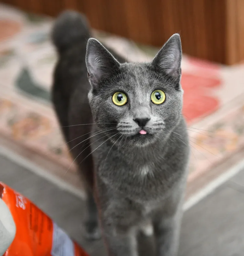 Curry And Coriander thumbnail 2