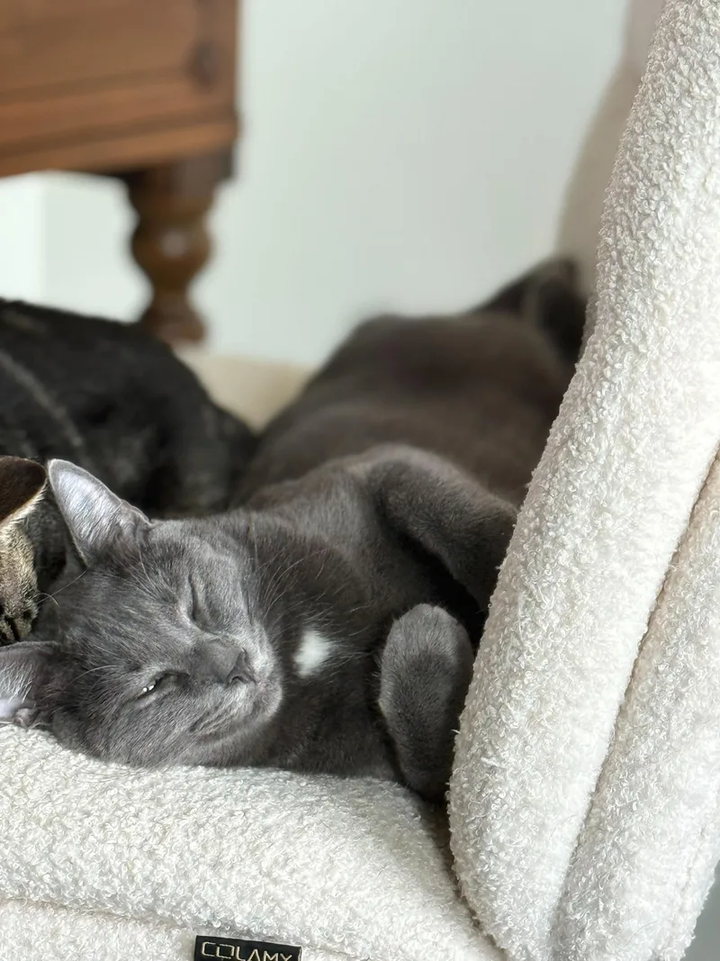 Curry And Coriander thumbnail 3