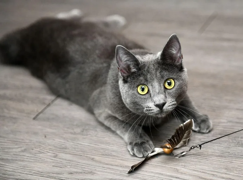 Curry And Coriander thumbnail 4