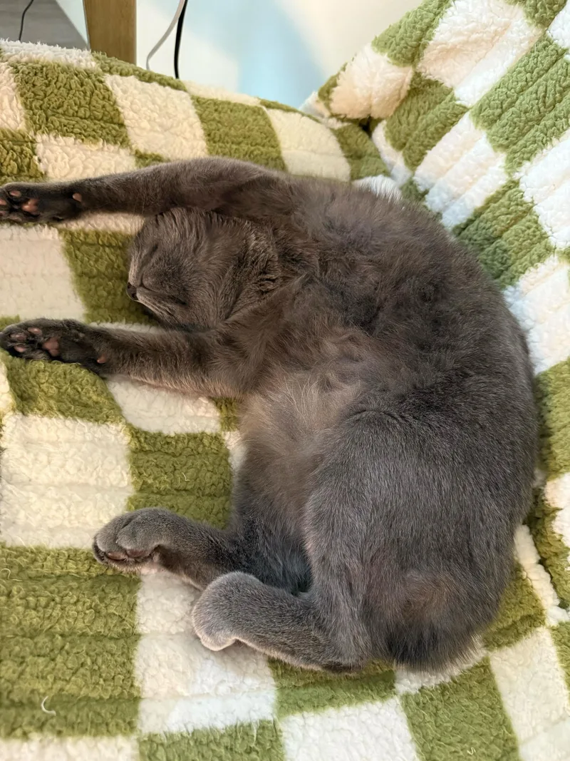 Curry And Coriander thumbnail 5