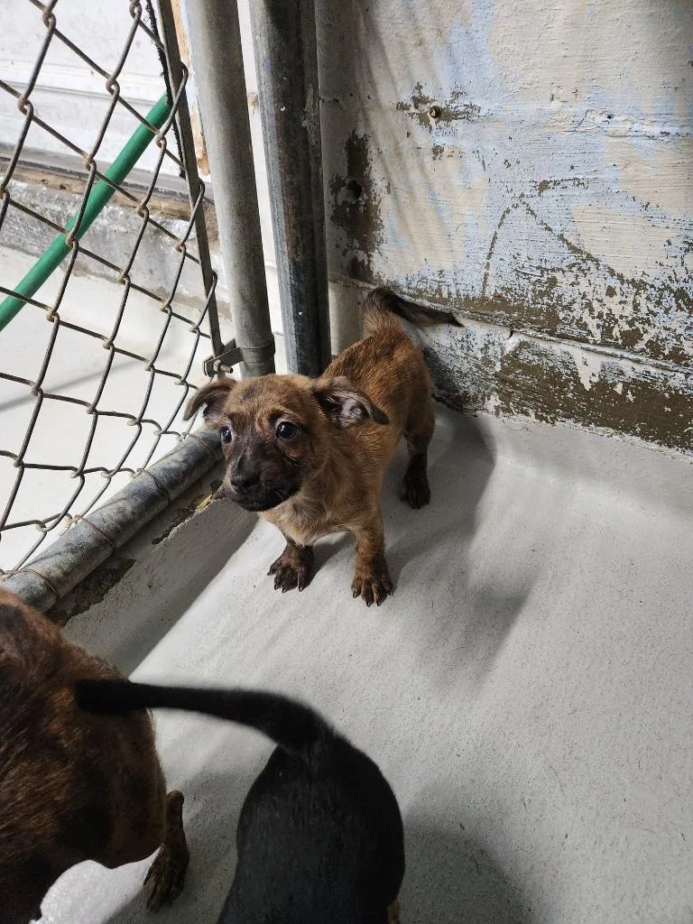 A baby small-sized male Chihuahua dog named Joaquin for adoption in Fayetteville, TN