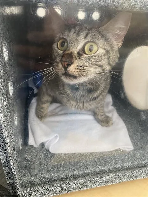 A young medium-sized female Domestic Short Hair cat named Dory for adoption in Dallas, TX