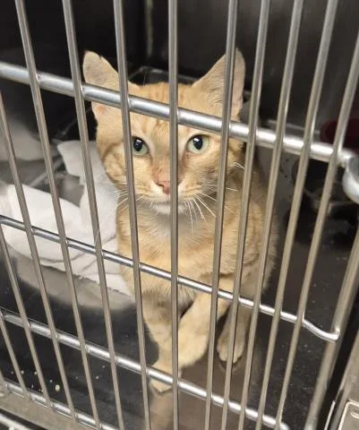 A young medium-sized male Domestic Short Hair cat named Tristan for adoption in Decatur, IL