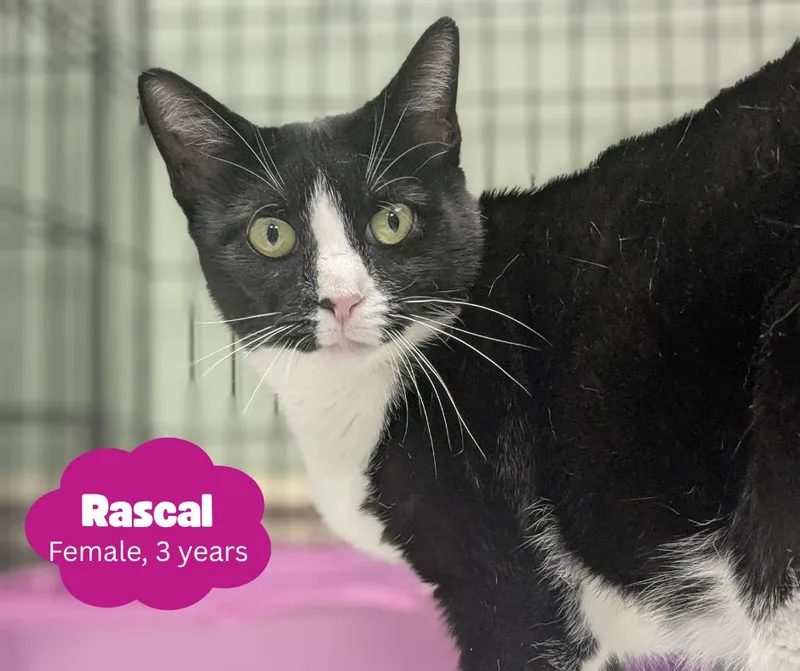 Rascal thumbnail 2