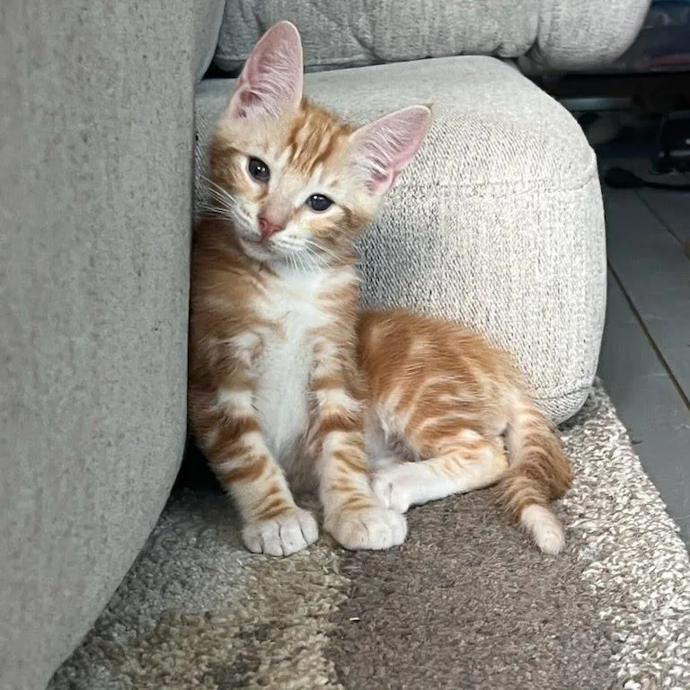 A baby small-sized male Domestic Short Hair cat named Simba for adoption in Newport News, VA