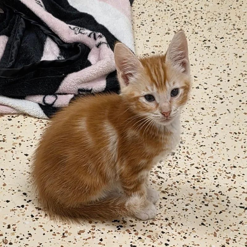 Simba thumbnail 2