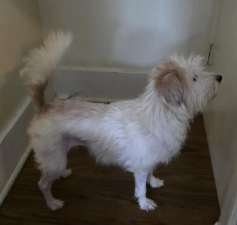 An adult medium-sized female White / Cream Terrier dog named Karma for adoption in South Bend, IN