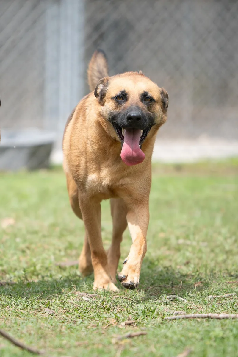 An adult medium-sized male Black German Shepherd Dog dog named Saro for adoption in Tomball, TX