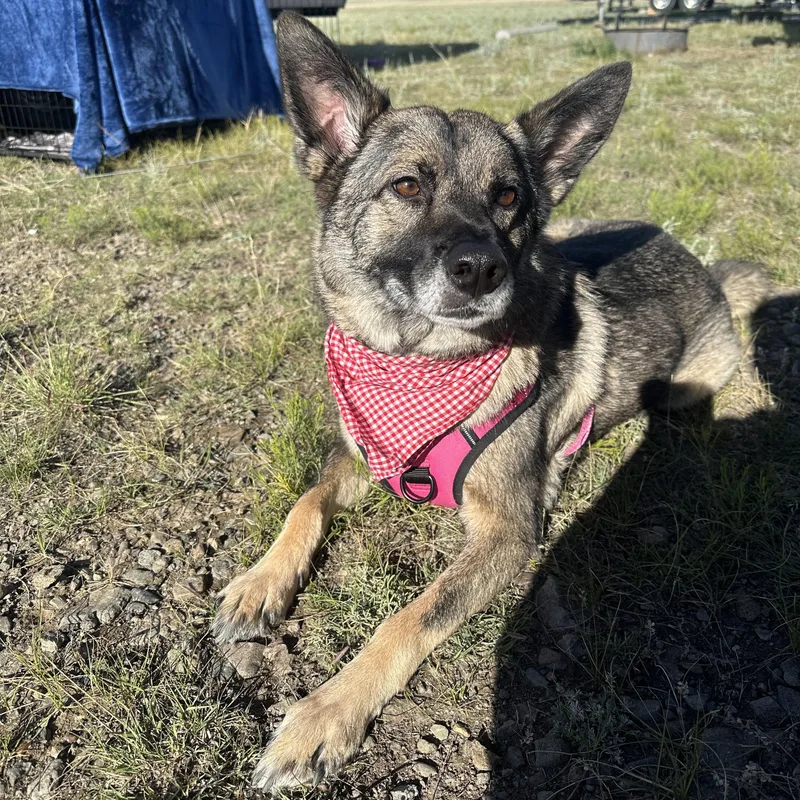 An adult medium-sized female Shepherd dog named lolCali for adoption in Billings, MT