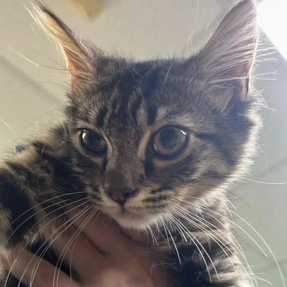 A young small-sized female Brown / Chocolate Domestic Long Hair cat named Churro for adoption in Gadsden, AL