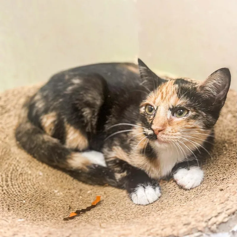 A baby small-sized female Domestic Short Hair cat named Cami for adoption in Groveland, MA