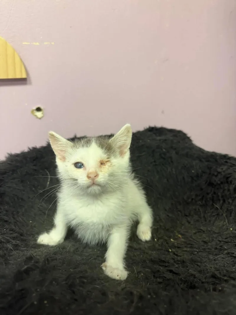 A young small-sized male White Domestic Short Hair cat named Theodore for adoption in Freeport, NY
