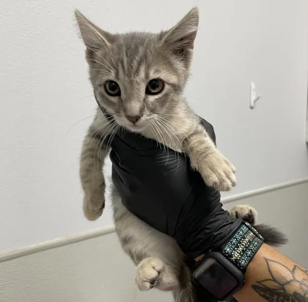 A baby small-sized female Domestic Short Hair cat named Zendaya for adoption in Oceanside, CA