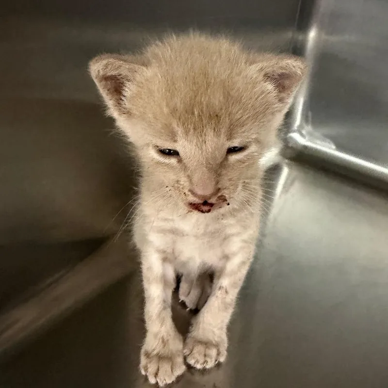 A baby small-sized male Orange / Red Domestic Short Hair cat named Simba for adoption in Floresville, TX