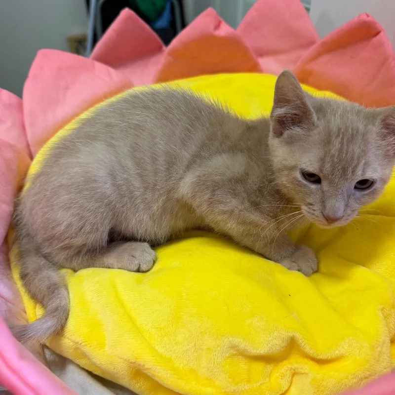 Simba thumbnail 2
