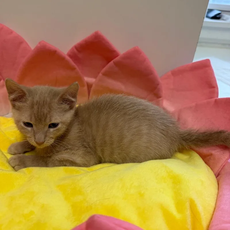 Simba thumbnail 3