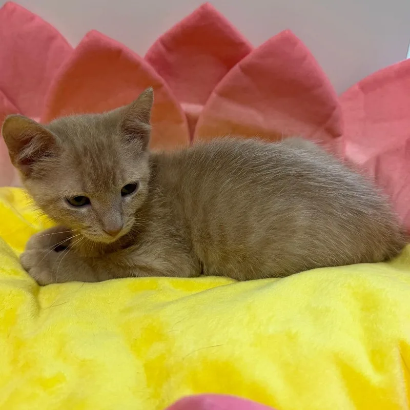 Simba thumbnail 4