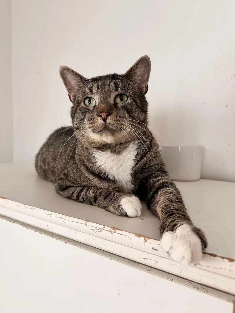 An adult large-sized male Tabby cat named Austin for adoption in New York, NY