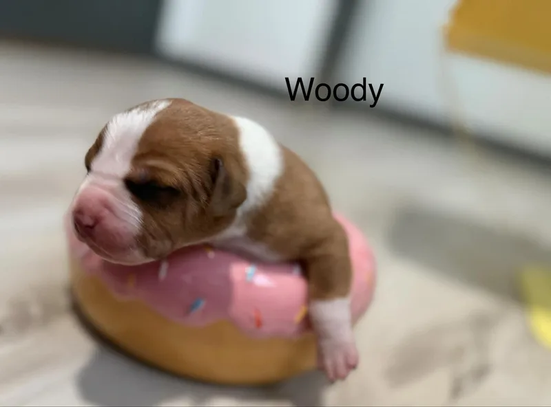 Woody thumbnail 5