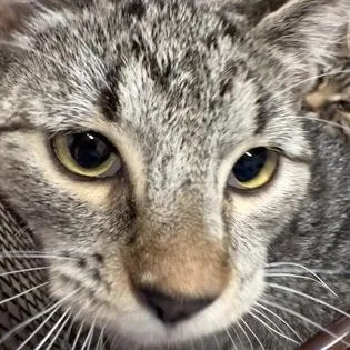 A young medium-sized female Brown / Chocolate Domestic Short Hair cat named Fa for adoption in Rapid City, SD