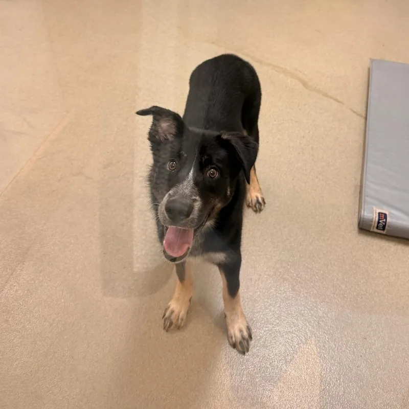 A young medium-sized male Black Cattle Dog dog named Bagel for adoption in Lynchburg, VA