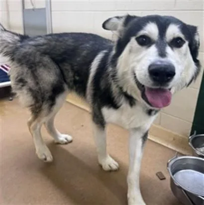 An adult large-sized male Alaskan Malamute dog named Raider for adoption in Anchorage, AK
