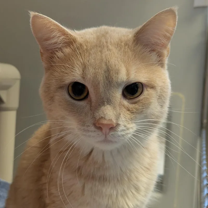An adult medium-sized male Domestic Short Hair cat named Grimble for adoption in Chicago, IL