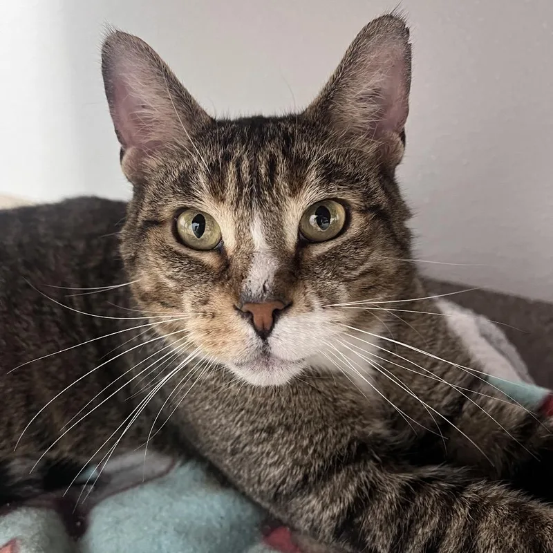 A senior small-sized male Brown / Chocolate Domestic Short Hair cat named Pops for adoption in Arlington Heights, IL