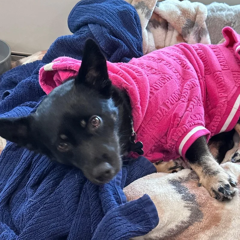 A young medium-sized female Black Mixed Breed dog named Malynn for adoption in Hillsborough, NJ