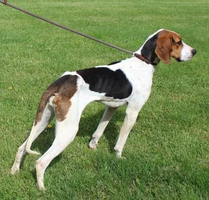 An adult large-sized female Tricolor (Brown, Black, & White) Foxhound dog named Sage for adoption in Heath, OH