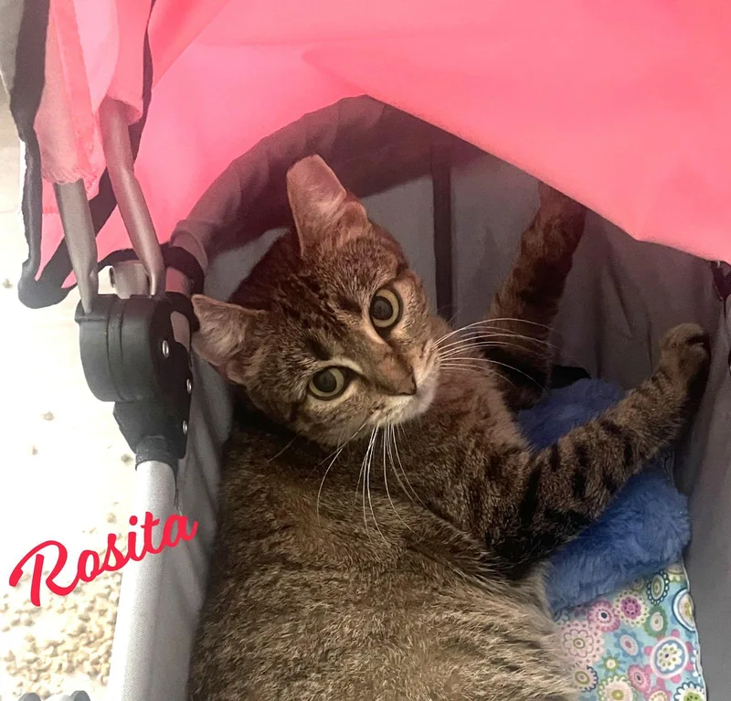 Rosita Calmbedfellow