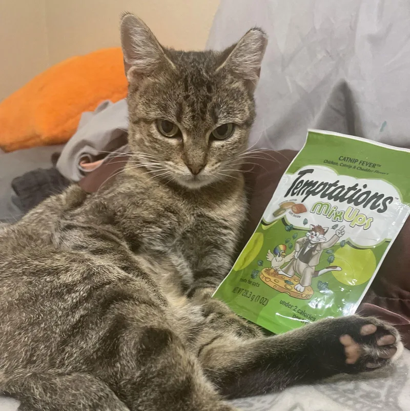 Rosita Calmbedfellow thumbnail 3