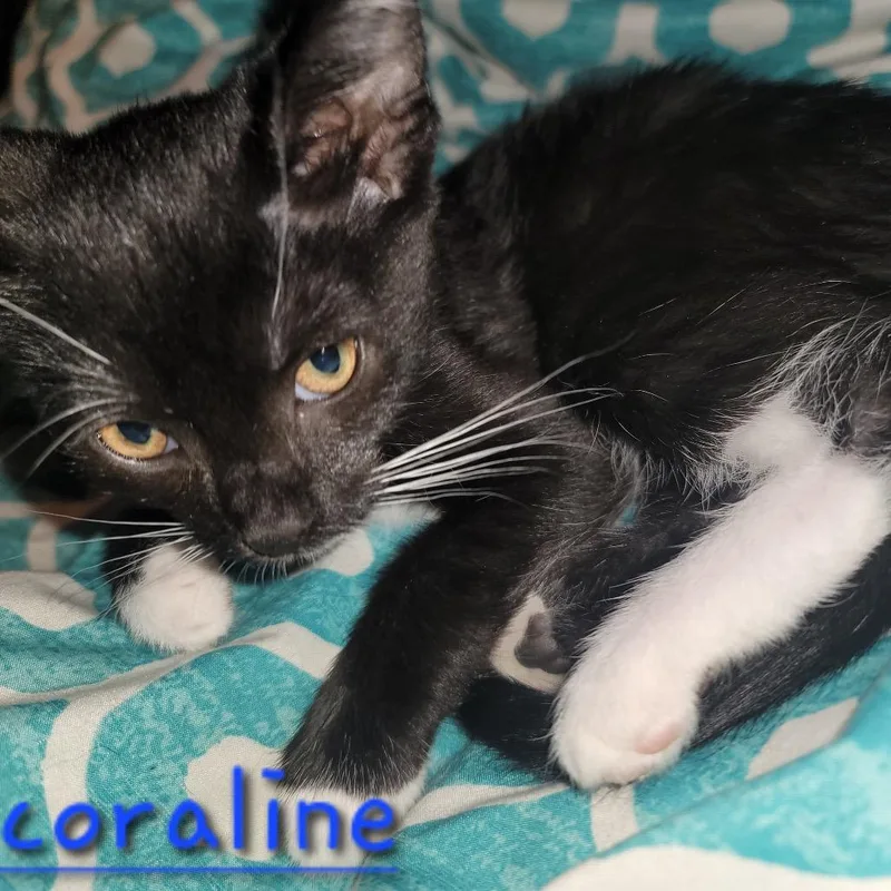 Coraline