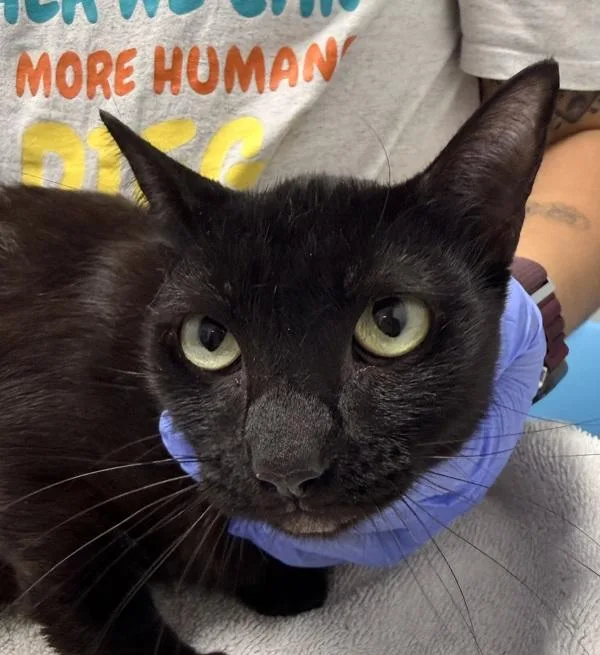 A young small-sized female Domestic Short Hair cat named Baby for adoption in Oceanside, CA