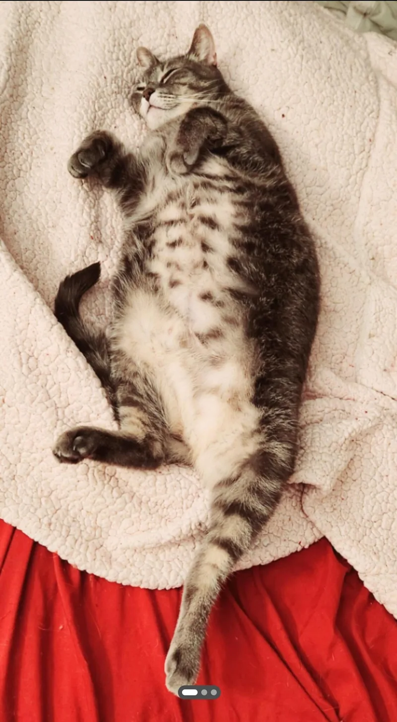 A senior medium-sized female Egyptian Mau cat named Cleopatra for adoption in BEVERLY HILLS, CA