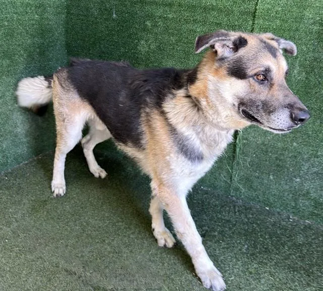 An adult large-sized male German Shepherd Dog dog named Draco for adoption in Lancaster, CA
