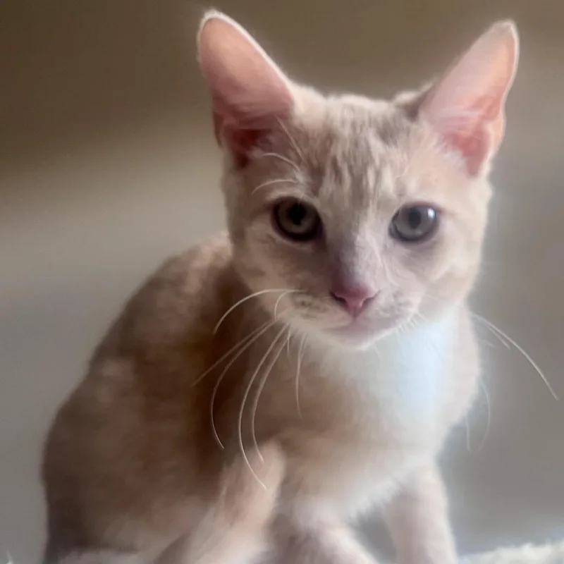 A baby small-sized male Buff / Tan / Fawn Domestic Short Hair cat named Captain for adoption in Houston, TX