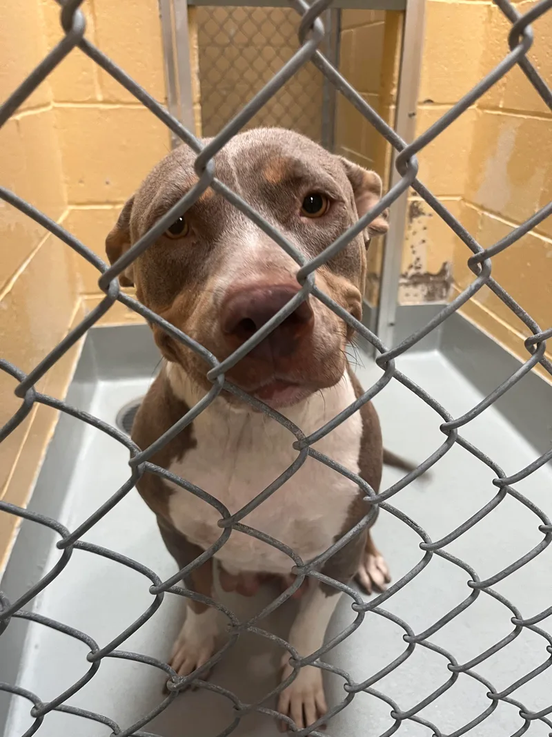 Bella Vita thumbnail 3