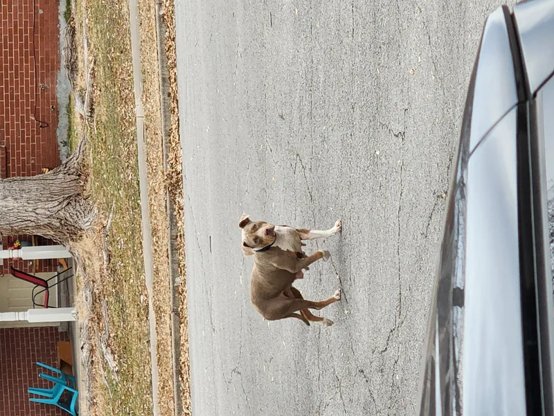 Bella Vita thumbnail 4