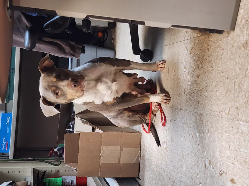 Bella Vita thumbnail 5