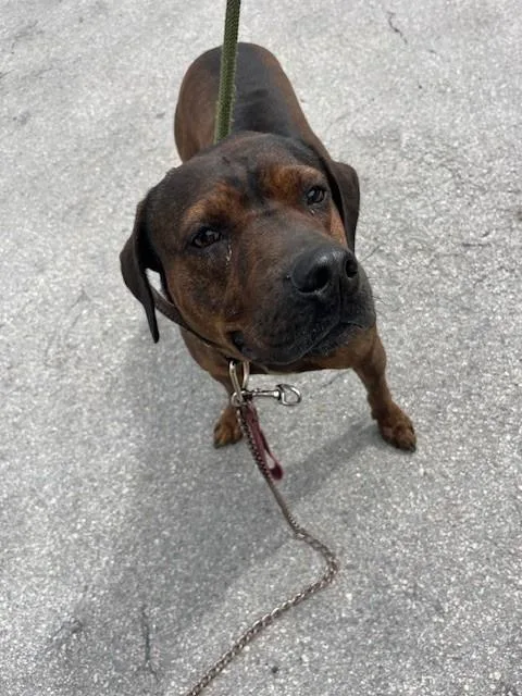 An adult medium-sized male Terrier dog named Bob for adoption in Miami, FL