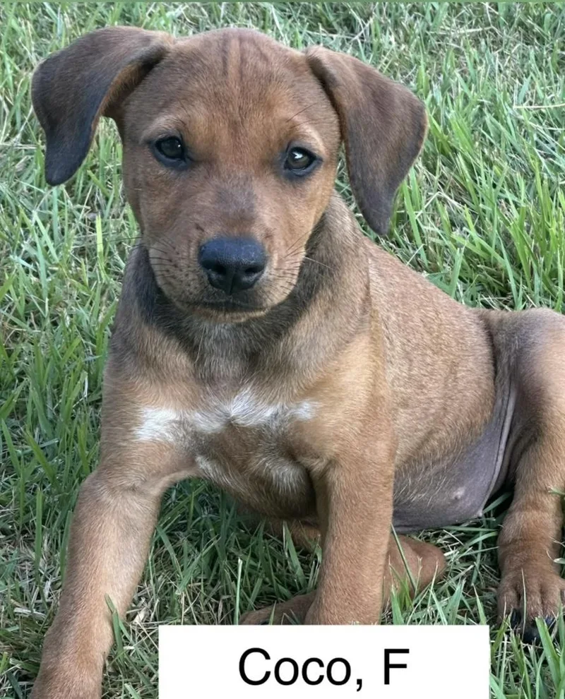 A baby medium-sized female Brown / Chocolate Mixed Breed dog named Coco for adoption in Parma, OH