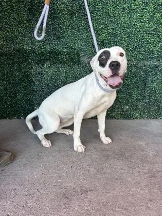An adult large-sized female American Staffordshire Terrier dog named Marzipan for adoption in El Paso, TX