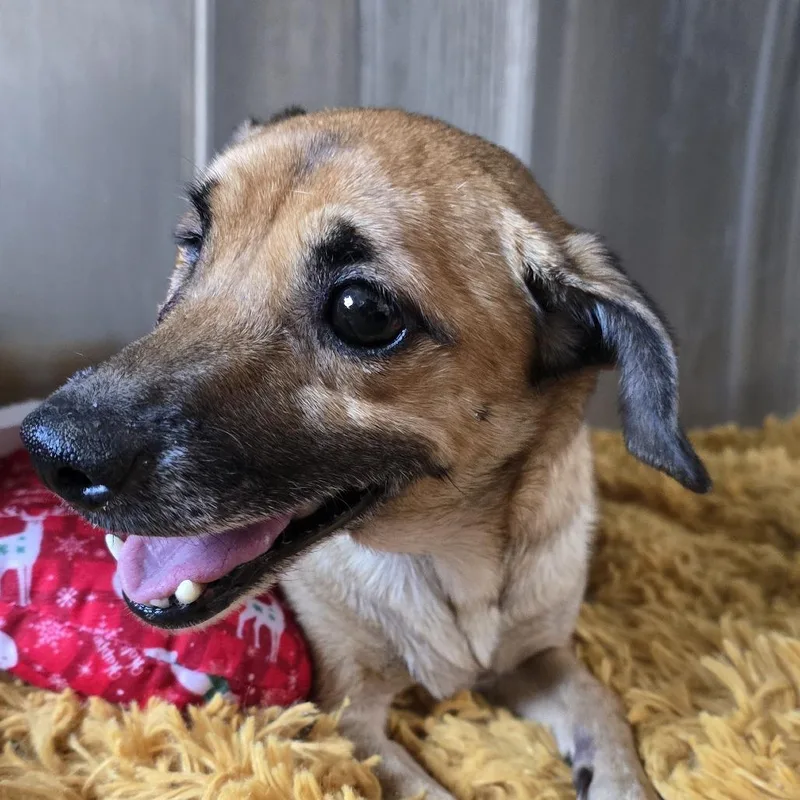 Snickers thumbnail 2