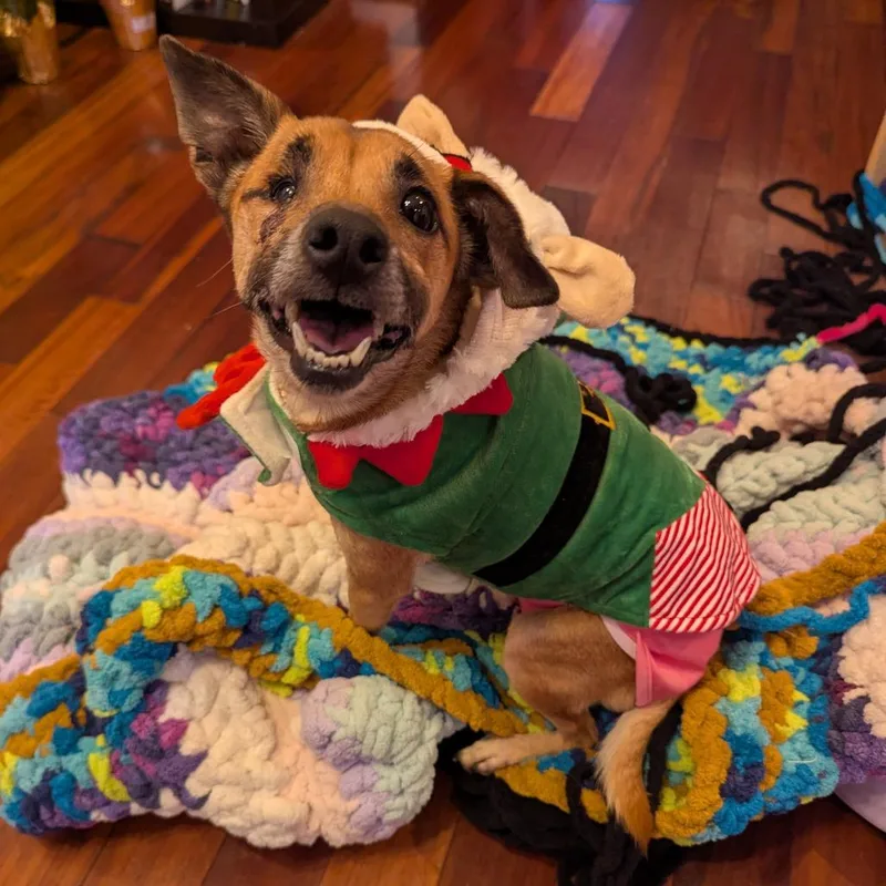 Snickers thumbnail 3