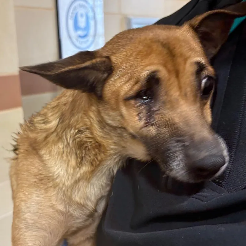 Snickers thumbnail 4