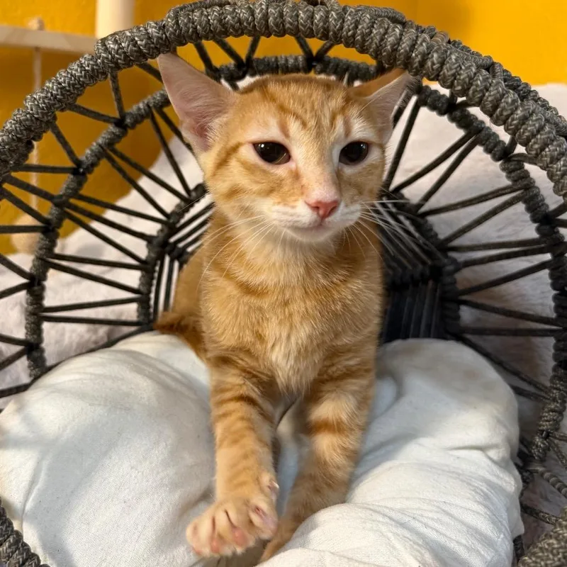 A baby small-sized male Domestic Short Hair cat named Toby for adoption in Flower Mound, TX