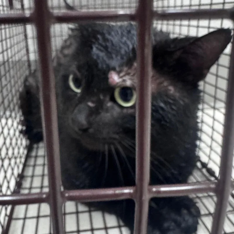 Salem